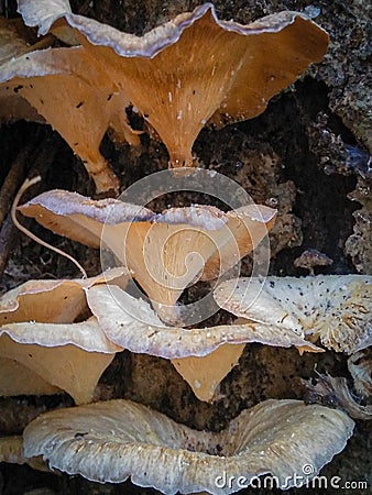 Fungus grows on moist soil under aging trees Stock Photo