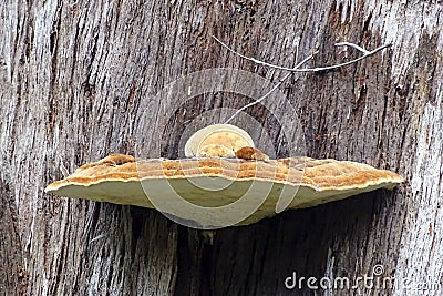 Fungus growth on dead trunk of giant tingle tree Walpole Western Australia. Stock Photo