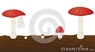 Fungus life cycle isolated on white background. Amanita muscaria Vector Illustration