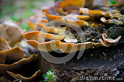 Fungus macro Stock Photo