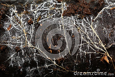 Closeup on mycelium hyphae on trunk Stock Photo