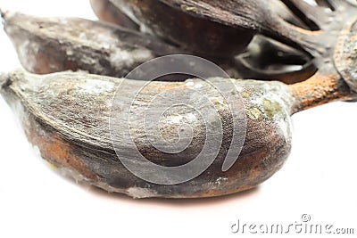 Rotten banana with fungus isolated on white background Stock Photo