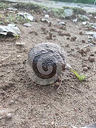 Fungus on the soil, mature, beauty nature Stock Photo