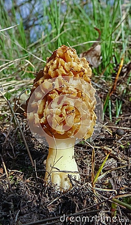 Fungus Yellow morel (Morchella esculenta) - commonly known as common morel Stock Photo