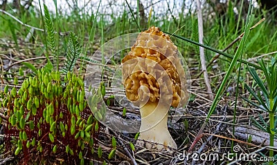Fungus Yellow morel (Morchella esculenta) - commonly known as common morel Stock Photo