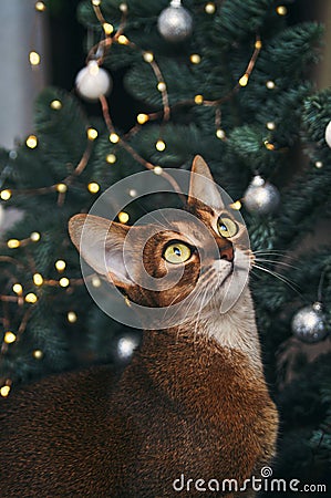 Funny Abyssinian cat next to decorated Christmas tree with garland lights. Stock Photo