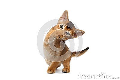 Funny Abyssinian Kitty Close paw his nose, Isolated White Background Stock Photo