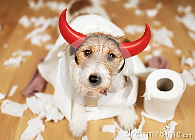 Funny dog after chewing a toilet paper, dog mischief or puppy training Stock Photo