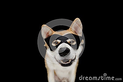 Funny akita dog celebrating halloween, carnival or new year with a hero mask costume. Isolated on black background Stock Photo