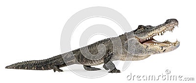 Funny Alligator Stock Photo