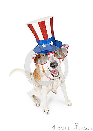 Funny American Patriotic Dog Stock Photo