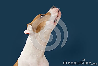 Funny American Staffordshire dog begging food sticking tongue out. Isolated on dark blue background Stock Photo