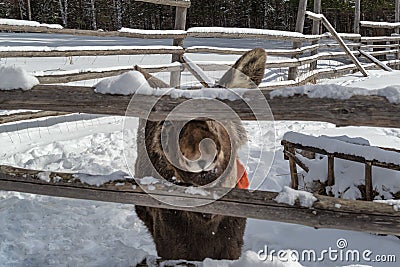 Funny animal. Moose stucks his nose into the gap of the fence Stock Photo