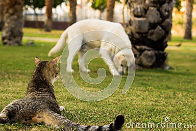 Funny animal scene in park outdoor square space for walking with domestic pets, cat laying on a green grass meadow back to camera Stock Photo