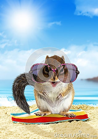 Funny animal on summer holiday, squirrel on the beach Stock Photo