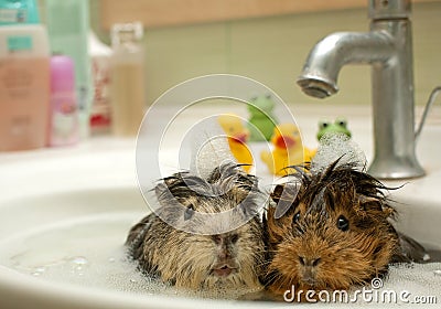 Funny animals Stock Photo