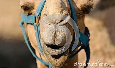 Funny Animals Camel Face Stock Photo