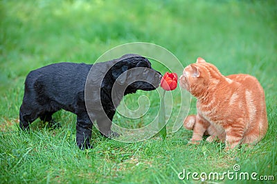 Little puppy and kitten playing together outdoors Stock Photo