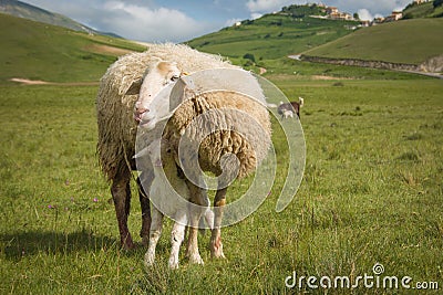 Funny animals: portrait of sheep sticking its tongue Stock Photo