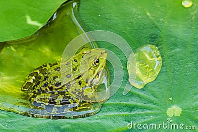 Frog sitting in Waterdrop Leaf with Lotus Effect Stock Photo