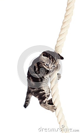 Funny baby cat hanging on rope Stock Photo