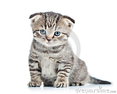 Funny baby cat kitten Stock Photo