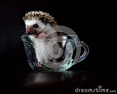 Funny Baby Hedgehog in a Cup Stock Photo