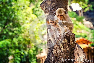 Funny baby monkey in famous popular landmark Bali, Ubud monkey forest Stock Photo