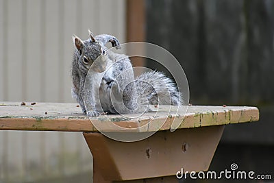 Backyard Squirrel Scratching Himself on Table Stock Photo