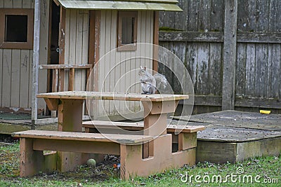 Backyard Squirrel Sitting on a Picnic Table by Clubhouse Stock Photo