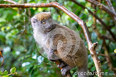 Funny bamboo lemurs on a tree branch watch the visitors Stock Photo