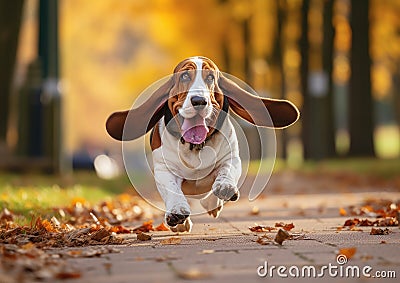 Funny Basset Houd Dog Running With Ears Flapping Stock Photo