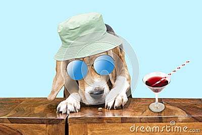 Funny beagle dog celebrating birthday with cocktail Stock Photo