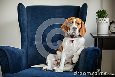Funny beagle dog sitting in the chair like a boss Stock Photo