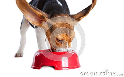 Funny Beagle puppy eating Stock Photo