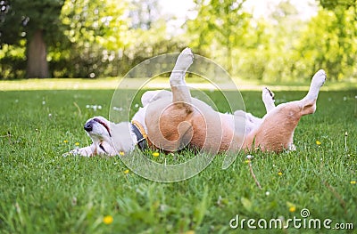Funny beagle tricolor dog lying or sleeping Paws up on the spine on the city park green grass enjoying the life on the sunny Stock Photo