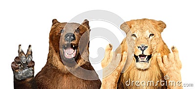 Funny bear and lion showing gestures Stock Photo