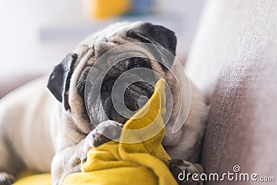 Funny and beautiful dog resting and relaxing at home on the sofa - concept of adorable puppy pug looking at you with love like a Stock Photo