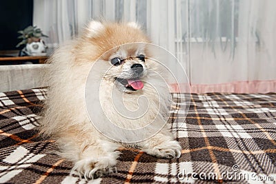 Funny beautiful Pomeranian puppy is smiling and happy owners. Close up Stock Photo