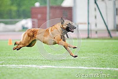 Funny Belgian Shepherd Malinois dog running Stock Photo