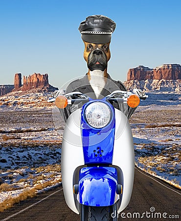 Funny Biker Dog, Motorcycle, Riding Stock Photo