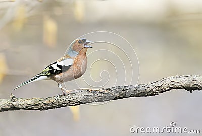 Funny bird Chaffinch leaping singing the song in spring Park Stock Photo