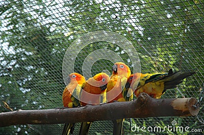 Funny birds Stock Photo