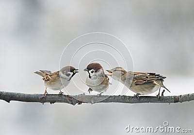Funny birds arguing on a branch in the Park Stock Photo