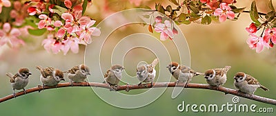 Funny birds and birds chicks sit on the branches of an apple tree with pink flowers in a sunny spring garden Stock Photo