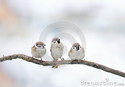 funny birds Sparrow sitting on a branch in winter Stock Photo