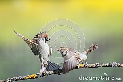 funny birds sparrows on a branch in a sunny spring garden flapping their wings and beaks Stock Photo