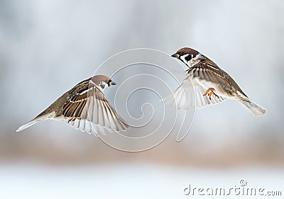 Funny birds sparrows are flying towards each other, wings spread Stock Photo