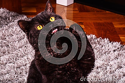 Funny black cat asking for a food. Hungry black cat licking his lips Stock Photo