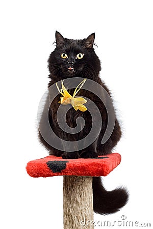 Funny black cat wearing yellow bow isolated Stock Photo